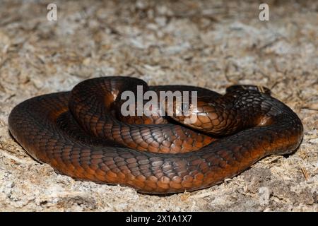 Cobra di Anchieta (Naja anchietae) altamente velenosa attiva in natura al crepuscolo Foto Stock