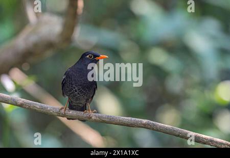 Riserva delle tigri di Buxa, Bengala Occidentale, India. Blackbird con ali grigie, maschio, Turdus boulboul Foto Stock