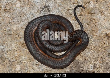 Cobra di Anchieta (Naja anchietae) altamente velenosa attiva in natura al crepuscolo Foto Stock