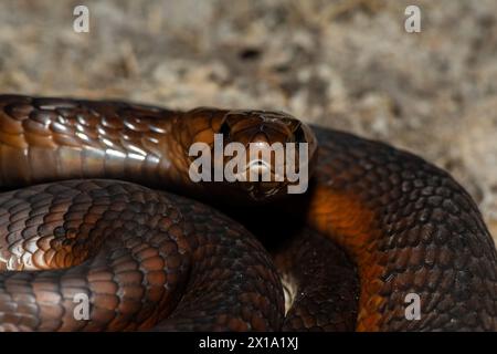 Cobra di Anchieta (Naja anchietae) altamente velenosa attiva in natura al crepuscolo Foto Stock