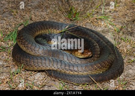 Primo piano del Cobra di Anchieta (Naja anchietae) in natura Foto Stock