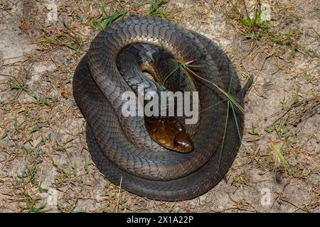 Primo piano del Cobra di Anchieta (Naja anchietae) in natura Foto Stock