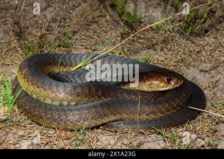 Primo piano del Cobra di Anchieta (Naja anchietae) in natura Foto Stock