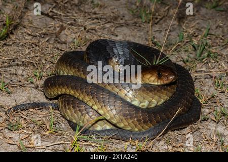 Primo piano del Cobra di Anchieta (Naja anchietae) in natura Foto Stock