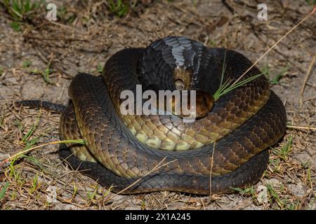 Primo piano del Cobra di Anchieta (Naja anchietae) in natura Foto Stock