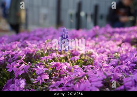 Giacinto viola che fiorisce tra l'erba floreale Foto Stock