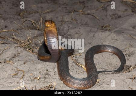 Un Cobra di Anchieta (Naja anchietae) altamente velenoso che mostra il suo impressionante cappuccio difensivo in natura Foto Stock