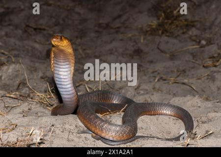 Un Cobra di Anchieta (Naja anchietae) altamente velenoso che mostra il suo impressionante cappuccio difensivo in natura Foto Stock