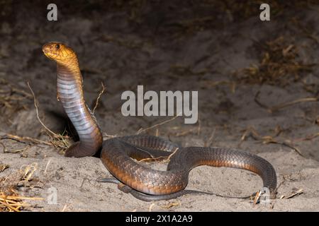 Un Cobra di Anchieta (Naja anchietae) altamente velenoso che mostra il suo impressionante cappuccio difensivo in natura Foto Stock