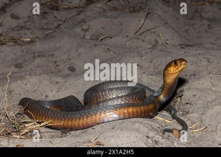 Un Cobra di Anchieta (Naja anchietae) altamente velenoso che mostra il suo impressionante cappuccio difensivo in natura Foto Stock