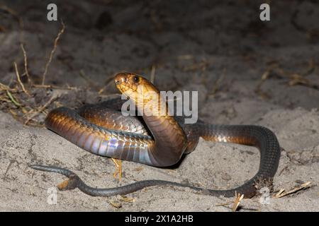 Un Cobra di Anchieta (Naja anchietae) altamente velenoso che mostra il suo impressionante cappuccio difensivo in natura Foto Stock