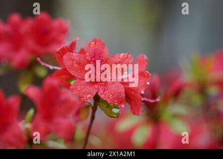 Gocce di pioggia formatesi sull'azalea rossa Foto Stock