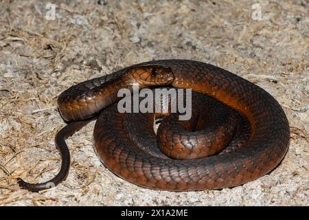 Cobra di Anchieta (Naja anchietae) altamente velenosa attiva in natura al crepuscolo Foto Stock