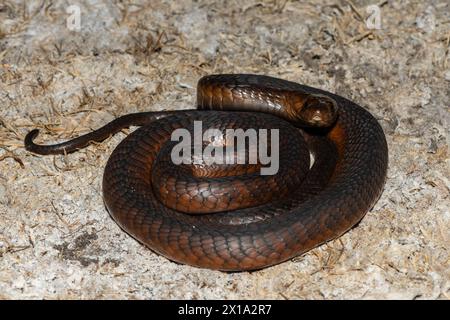 Cobra di Anchieta (Naja anchietae) altamente velenosa attiva in natura al crepuscolo Foto Stock