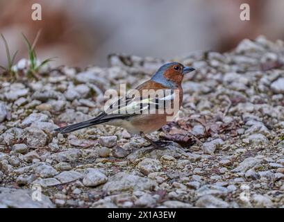 Chaffinch maschio (Fringilla coelebs) in piedi a terra in estate Foto Stock