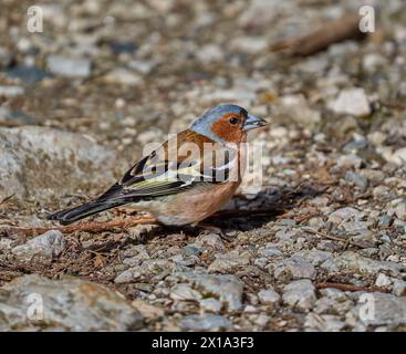 Chaffinch maschio (Fringilla coelebs) in piedi a terra in estate Foto Stock
