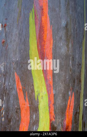 Vista verticale ravvicinata della corteccia colorata naturale di eucalipto deglupta, alias eucalipto arcobaleno, gomma Mindanao o gomma arcobaleno - sfondo artistico Foto Stock