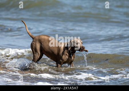 Weimaraner suona in mare a Calshot, Hampshire, Inghilterra, Regno Unito. Foto Stock