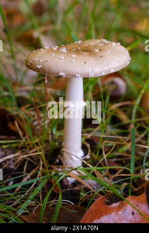 Un fungo Parasol si erge su un prato Foto Stock