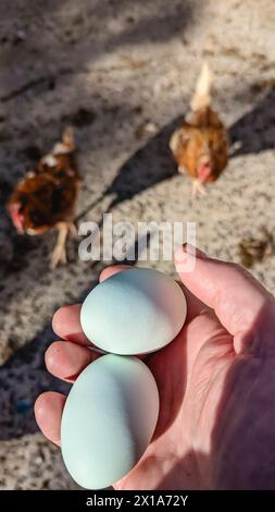 Due grandi uova blu appena deposte dai polli. Foto Stock