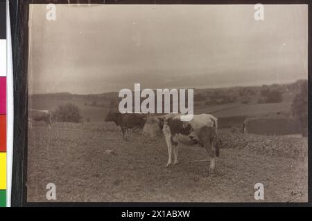 Cattle - gatto pinto, fotografia di Baier, autografata al contrario nota: "Welser Schecke Fotografische Studie fuer Kapitel "Volkswirtschaftliches Leben in Oberösterreich - Landwirtschaft und Viehzucht" confronta Kronprinzenwerk (la monarchia austro-ungarica in parole e immagini, Vienna 1886-1902), BD "Oberoesterreich und Salzburg", 1889, S 278 / 279. ', 1889 - 18890101 PD2094 - Rechteinfo: Rights Managed (RM) Foto Stock