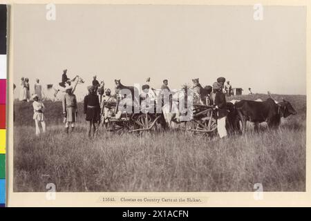 Caccia al ghepardo sullo Shirkar a Saroonaga, India, il gatto selvatico sul carro dei buoi. Fotografia dalla visita dell'arciduca austriaco Francesco Ferdinando a Nizam a Hyderabad (India) dal 24.1.1893 al 26.1,1893, 26.01.1893 - 18930126 PD0008 - Rechteinfo: Diritti gestiti (RM) Foto Stock