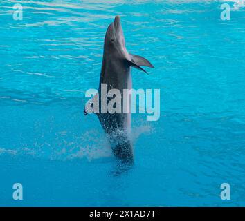 Delfini che eseguono trucchi in uno spettacolo per turisti. Foto Stock