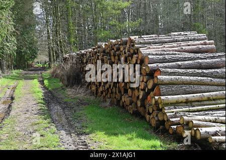 Tronchi impilati da un sentiero sulla Ditchley Estate vicino Charlbury, Oxfordshire Foto Stock