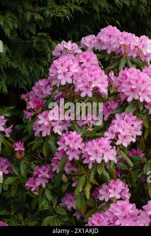 Giardino in fiore rosa cespuglio di Azalea, parte della famiglia Rhododendron di piante da giardino di epoca vittoriana, in situ all'interno dei giardini, in formato ritratto Foto Stock