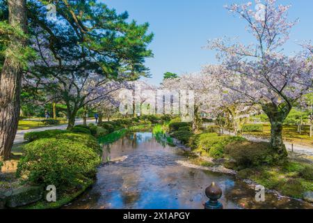 Fiori di ciliegio in piena fioritura a Kanazawa Giappone Foto Stock