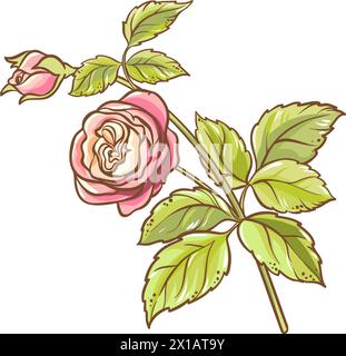 Illustrazione dettagliata colorata del ramo rosa Illustrazione Vettoriale