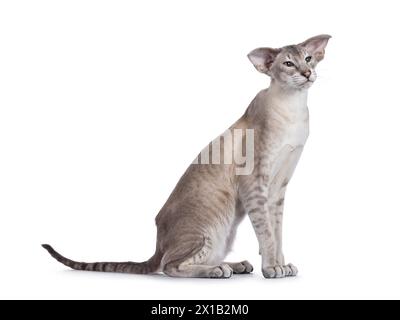 Elegante gatto siamese giovane, seduto lateralmente. Guardare accanto e lontano dalla fotocamera. Isolato su sfondo bianco. Foto Stock