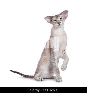 Elegante gatto siamese, seduto davanti con una zampa giocherellone in aria. Guardando verso la fotocamera. Isolato su sfondo bianco. Foto Stock