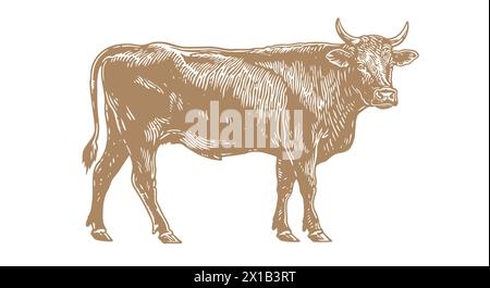 Mucca, toro, manzo. Stampa vintage retrò Illustrazione Vettoriale