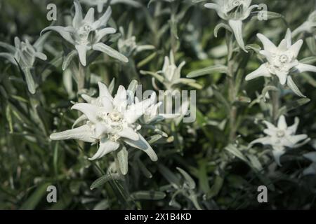 Stella alpina sulle Alpi dell'alto Adige Foto Stock