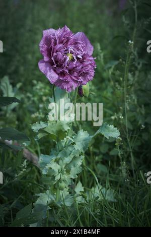 Papaver somniferum sulle Alpi dell'alto Adige Foto Stock