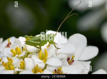 Ninfa del grande Bush-cricket verde (Tettigonia viridissima) su fiori bianchi Foto Stock