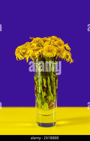 Bouquet di fiori di coltsfoot su sfondo viola e giallo. Primi fiori primaverili, biglietto d'auguri, spazio per le copie. Foto Stock