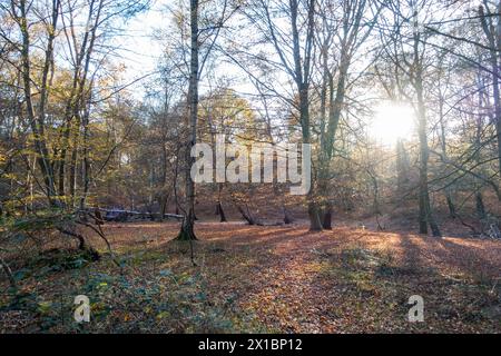Epping Forest, nel nord-est di Londra/Essex, è classificata come uno dei posti migliori in Inghilterra in cui passeggiare nei mesi autunnali. Foto Stock