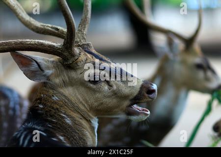 La testa di un cervo maculato maschio (asse asse), un mammifero mangiatore di erba. I cervi maschi sono aggressivi per mostrare il loro dominio in gruppi. Foto Stock