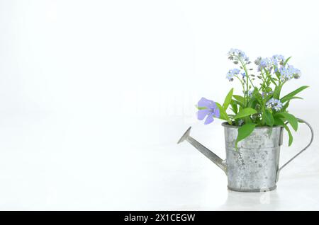 Fiori dimenticati in una lattina da irrigazione e molto spazio vuoto per riempire il contenuto. Foto Stock