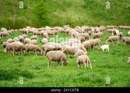 Augusta, Baviera, Germania - 13 aprile 2024: Gregge di ovini nel pascolo. Pecore che mangiano erba in un prato *** Schafherde auf der Weide. Schafe beim fressen von Gras auf einer Wiese Foto Stock