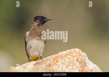 Bulbul con il tetto scuro si affaccia su una roccia nel Parco Nazionale di Kruger, Sudafrica; famiglia di Pycnonotus tricolor Specie Pycnonotidae Foto Stock