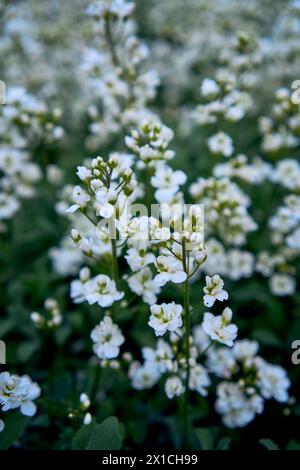 un piccolo fiore bianco si insinua sul terreno, sfondo vegetale Foto Stock