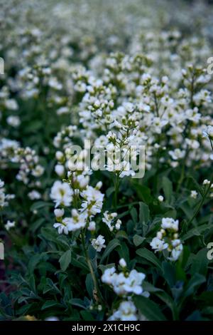 un piccolo fiore bianco si insinua sul terreno, sfondo vegetale Foto Stock