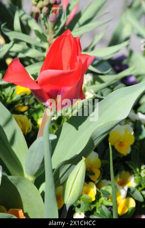 Copenaghen, Danimarca /16 aprile 2024/(SOLO PER USO EDITORIALE)Tulipani fiori e margherite e fiori e vasi nella capitale danese (foto. Francis Joseph Dean/Dean Pictures) ( NON PER USO COMMERCIALE) Foto Stock