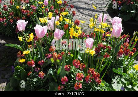 Copenaghen, Danimarca /16 aprile 2024/(SOLO PER USO EDITORIALE)Tulipani fiori e margherite e fiori e vasi nella capitale danese (foto. Francis Joseph Dean/Dean Pictures) ( NON PER USO COMMERCIALE) Foto Stock