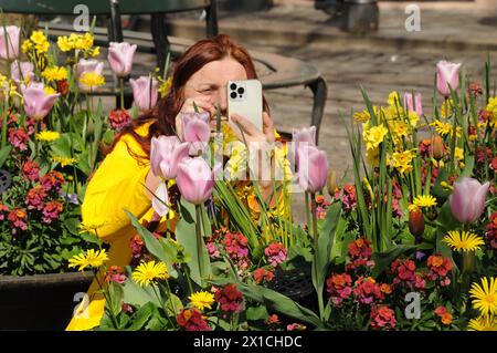 Copenaghen, Danimarca /16 aprile 2024/(SOLO PER USO EDITORIALE)Tulipani fiori e margherite e fiori e vasi nella capitale danese (foto. Francis Joseph Dean/Dean Pictures) ( NON PER USO COMMERCIALE) Foto Stock