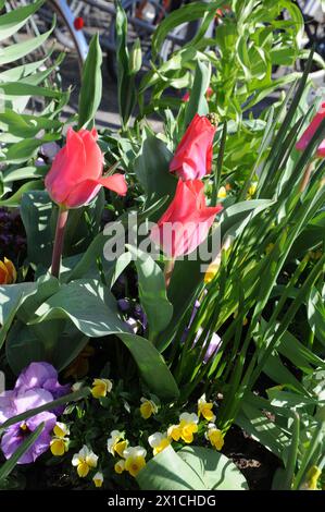 Copenaghen, Danimarca /16 aprile 2024/(SOLO PER USO EDITORIALE)Tulipani fiori e margherite e fiori e vasi nella capitale danese (foto. Francis Joseph Dean/Dean Pictures) ( NON PER USO COMMERCIALE) Foto Stock