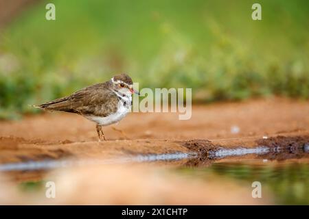 Tre Plover a banchi lungo la pozza d'acqua nel parco nazionale di Kruger, Sudafrica; famiglia Specie Charadrius tricollaris di Charadriidae Foto Stock